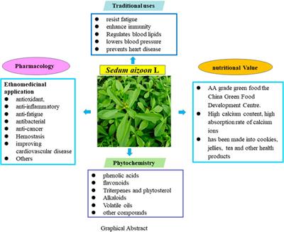 Frontiers | Sedum aizoon L.: a review of its history, traditional